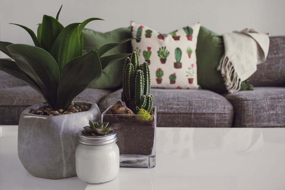 Planter på et bord